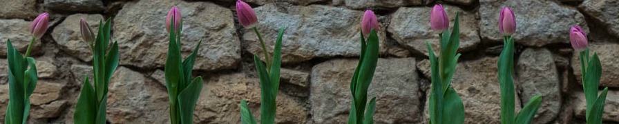 Girona Flower Festival 2016 - Tulips
